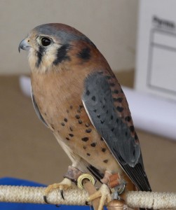 male American Kestrel