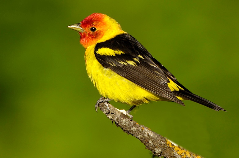 Western Tanager /Hawks Aloft Inc.