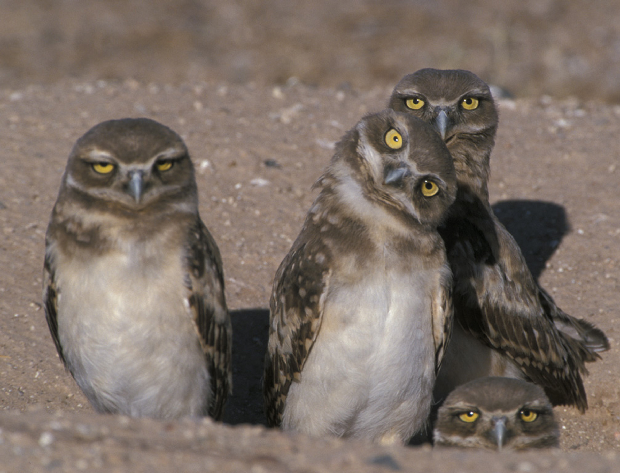 The Owl's Perch: Owl of the Week: Burrowing Owl