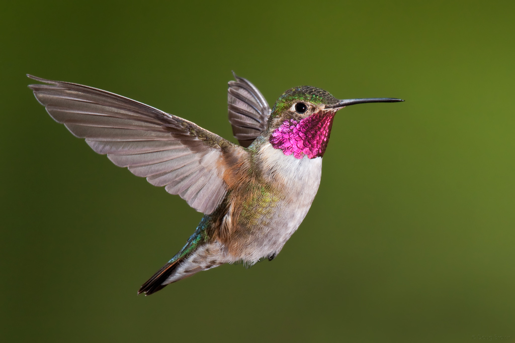 Explained: the physics defying flight of the bumblebee