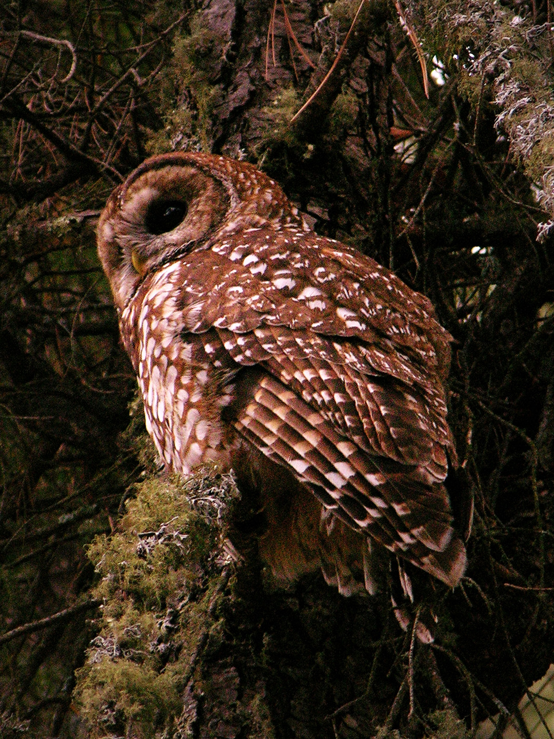 signal-fire-and-potential-effects-on-mexican-spotted-owls-hawks-aloft-inc