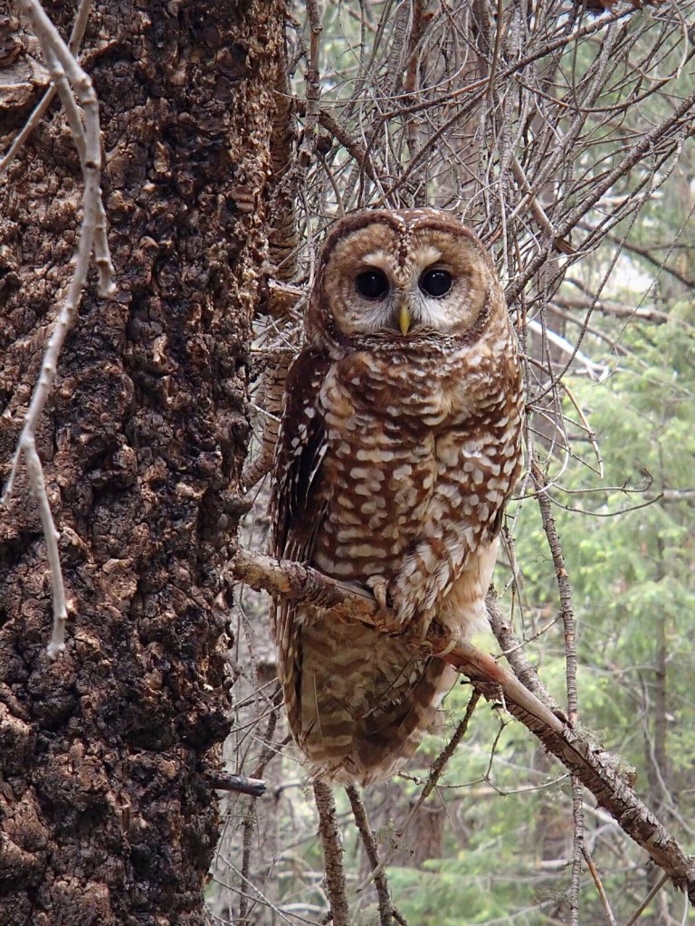 Mexican Spotted Owl /Hawks Aloft Inc.