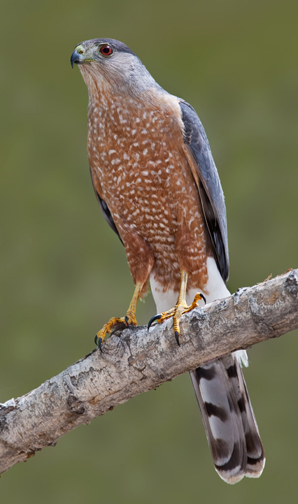 How much weight can a hawk carry in its talons Frequently Asked Questions Hawks Aloft Inc