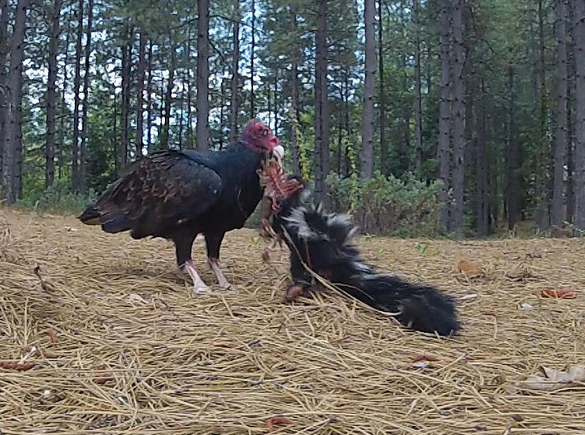 Amazing Adaptations: Turkey Vulture /Hawks Aloft Inc.