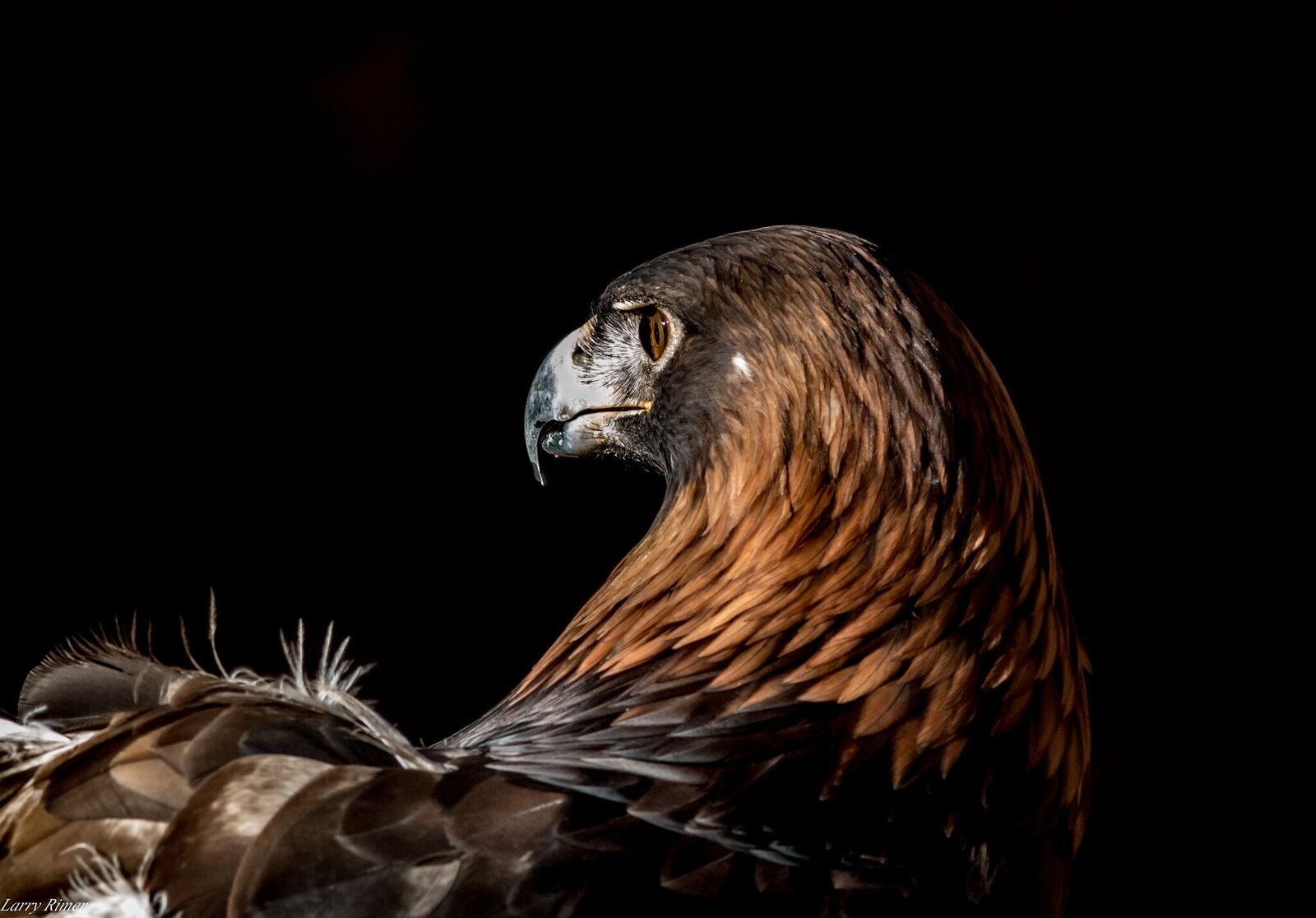 Golden Eagle and Ferruginous Hawk Population Studies /Hawks Aloft Inc.