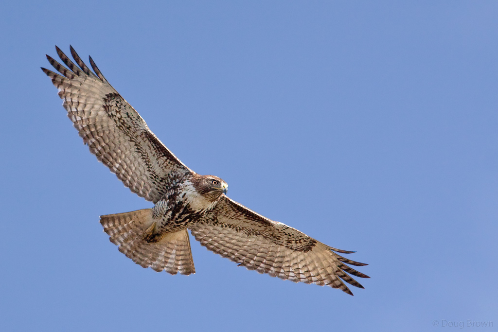 Raptor Breeding and Reproductive Success on the Upper Rio Grande Gorge ...