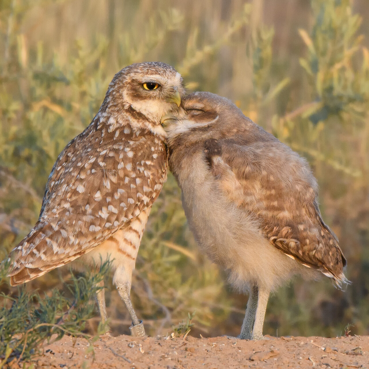 20200619-_85K7764-Burrowing-Owl-With-Owlet4X6