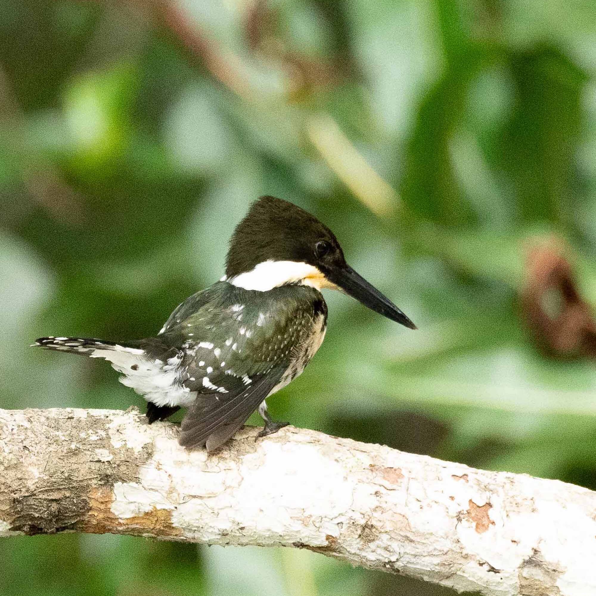 CostaRica2025birds-52 by Virginia Edley