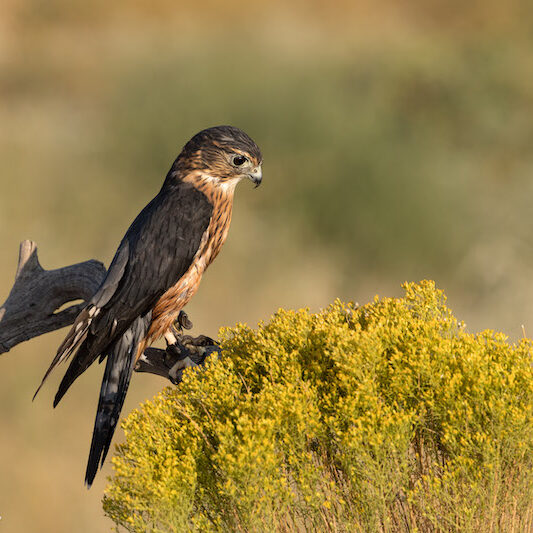 Merlin "Little Richard"