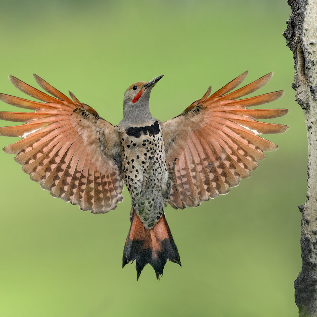 Northern Flicker 34_Alan Murphy