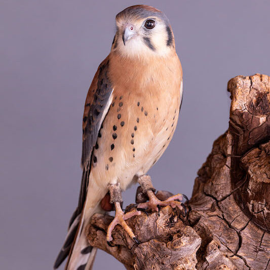 American Kestrel "Sparrow"