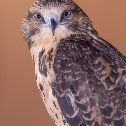 Swainson's Hawk "Taken"