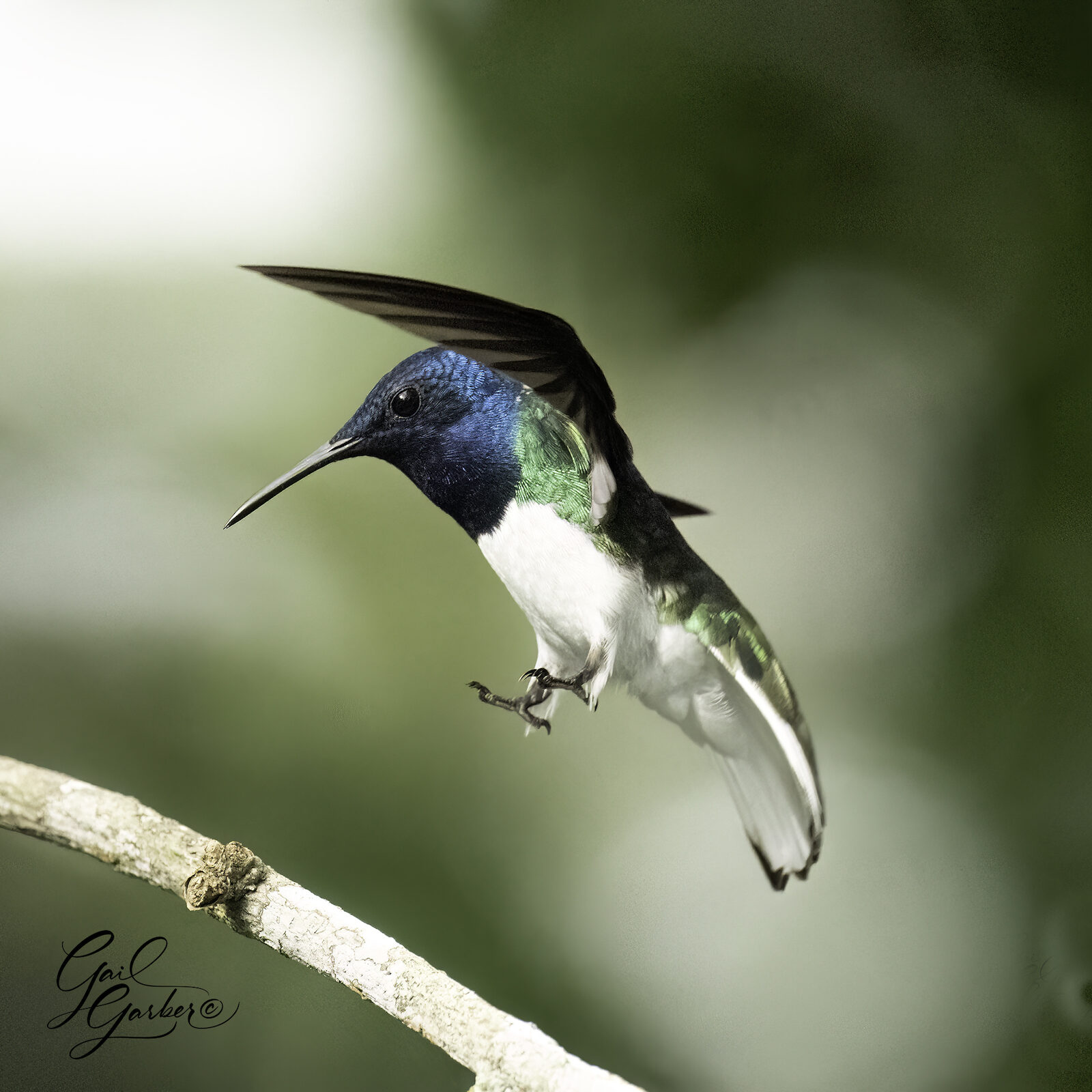 White-Necked Jacobin