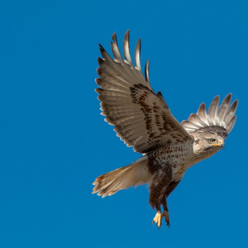 ferruginous hawk