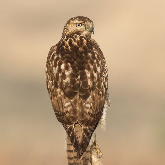 red-tailed